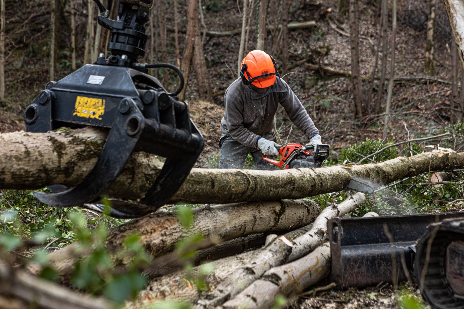 abbattimento alberi pericolanti