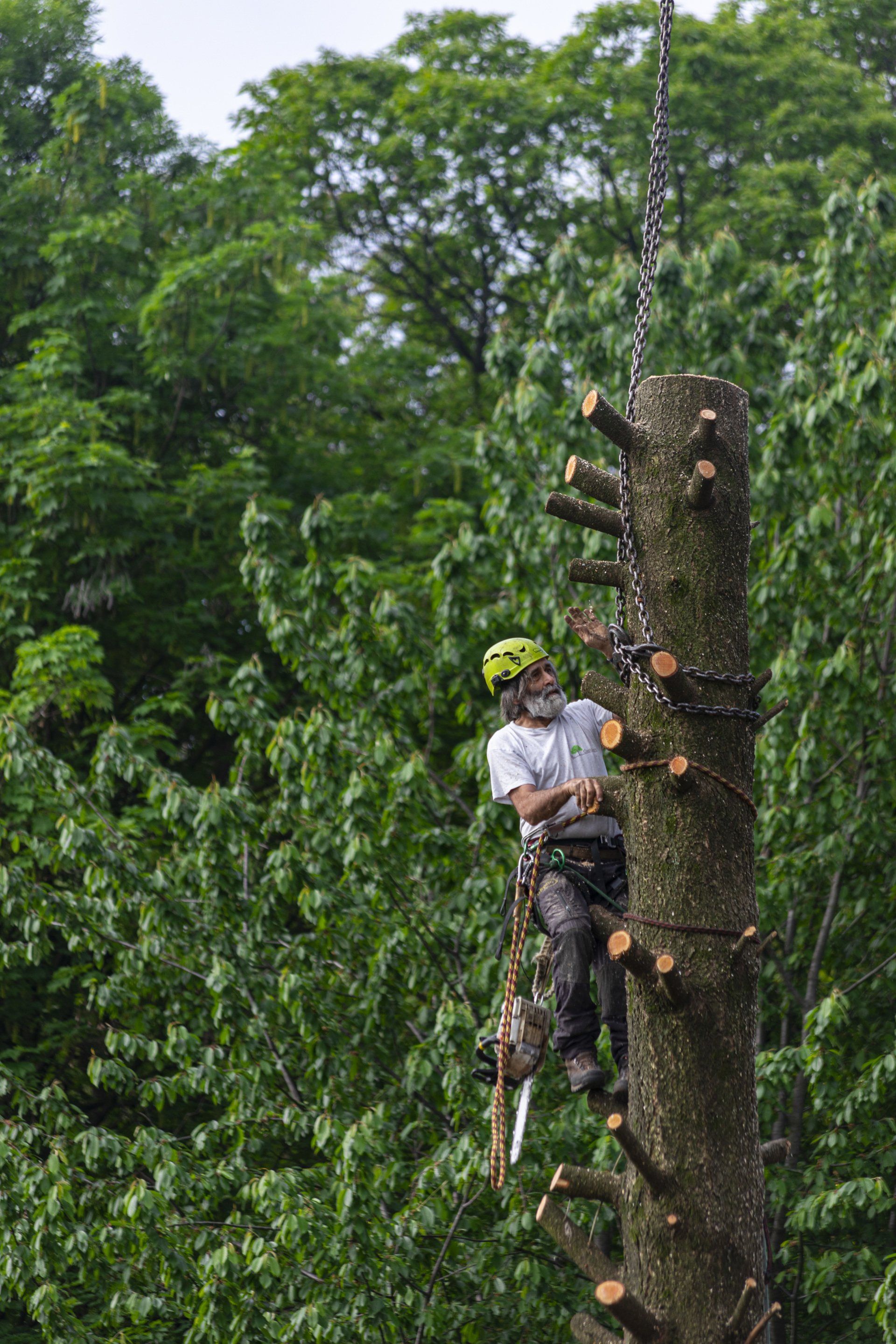 taglio alberi malati