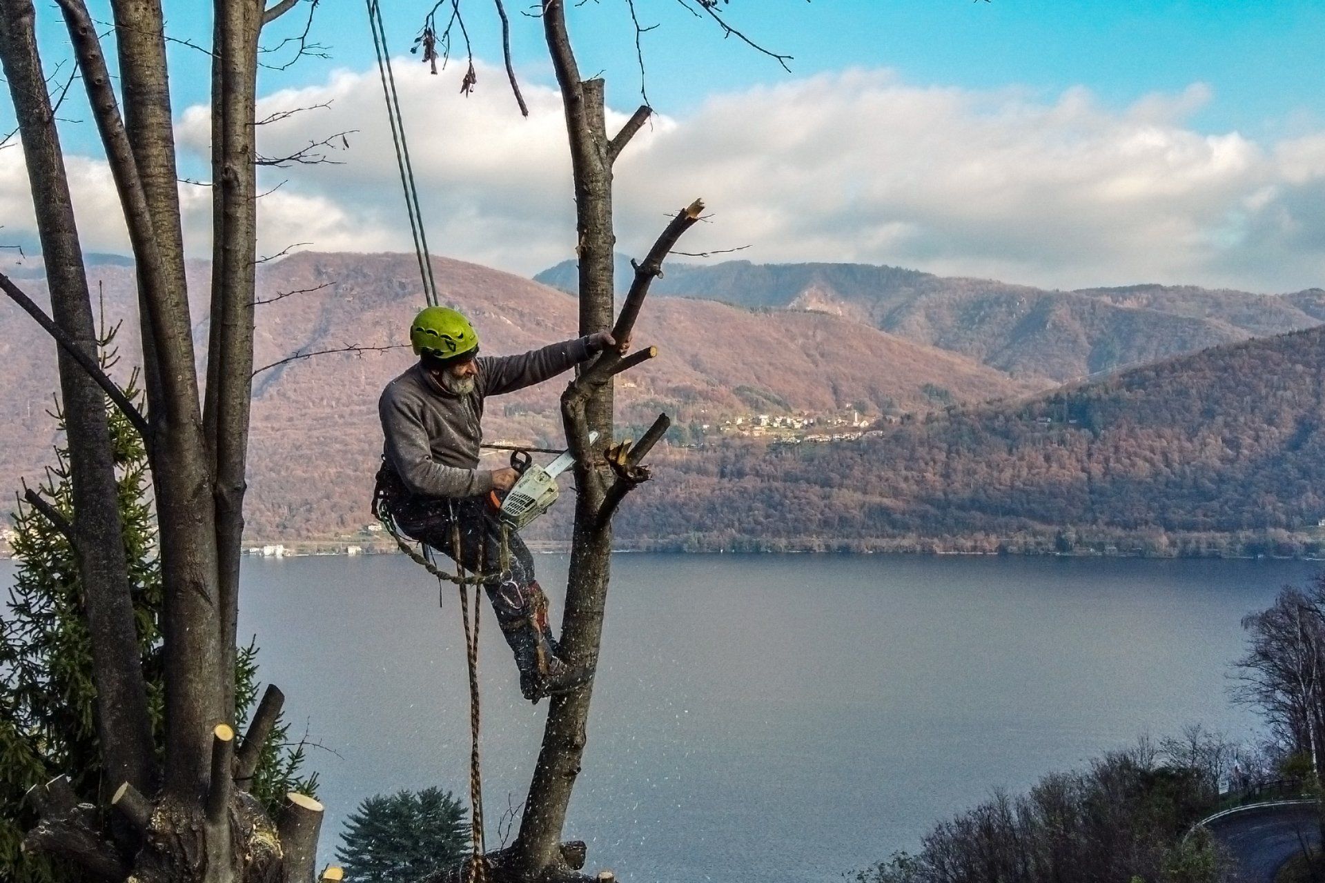 taglio alberi secchi
