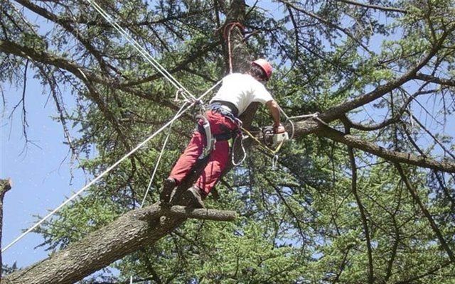 potatura alberi secchi
