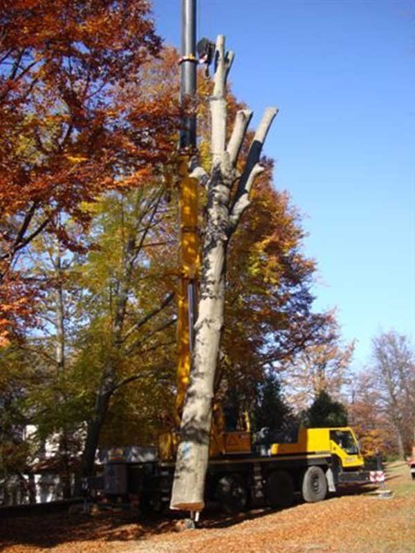 potatura alberi programmata