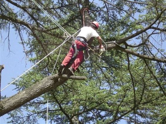 tree-climbing