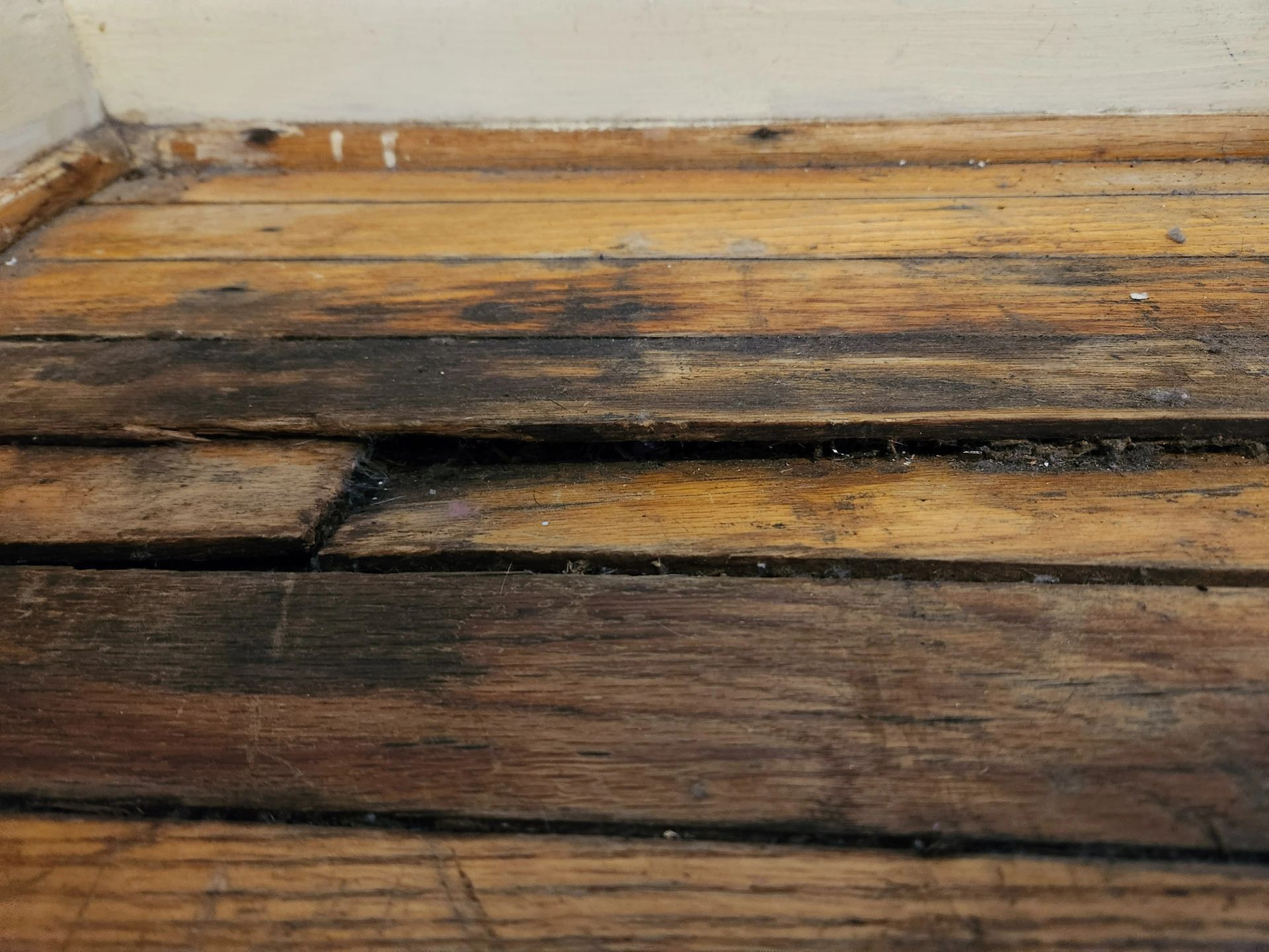 Buffalo Duck gallery