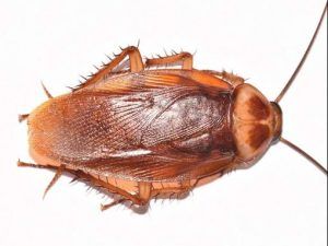 A cockroach is sitting on a white surface.