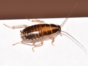 A cockroach is crawling on a white surface.