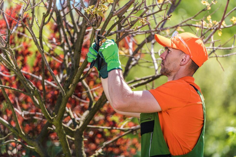 A man is cutting a tree branch with a pair of scissors.