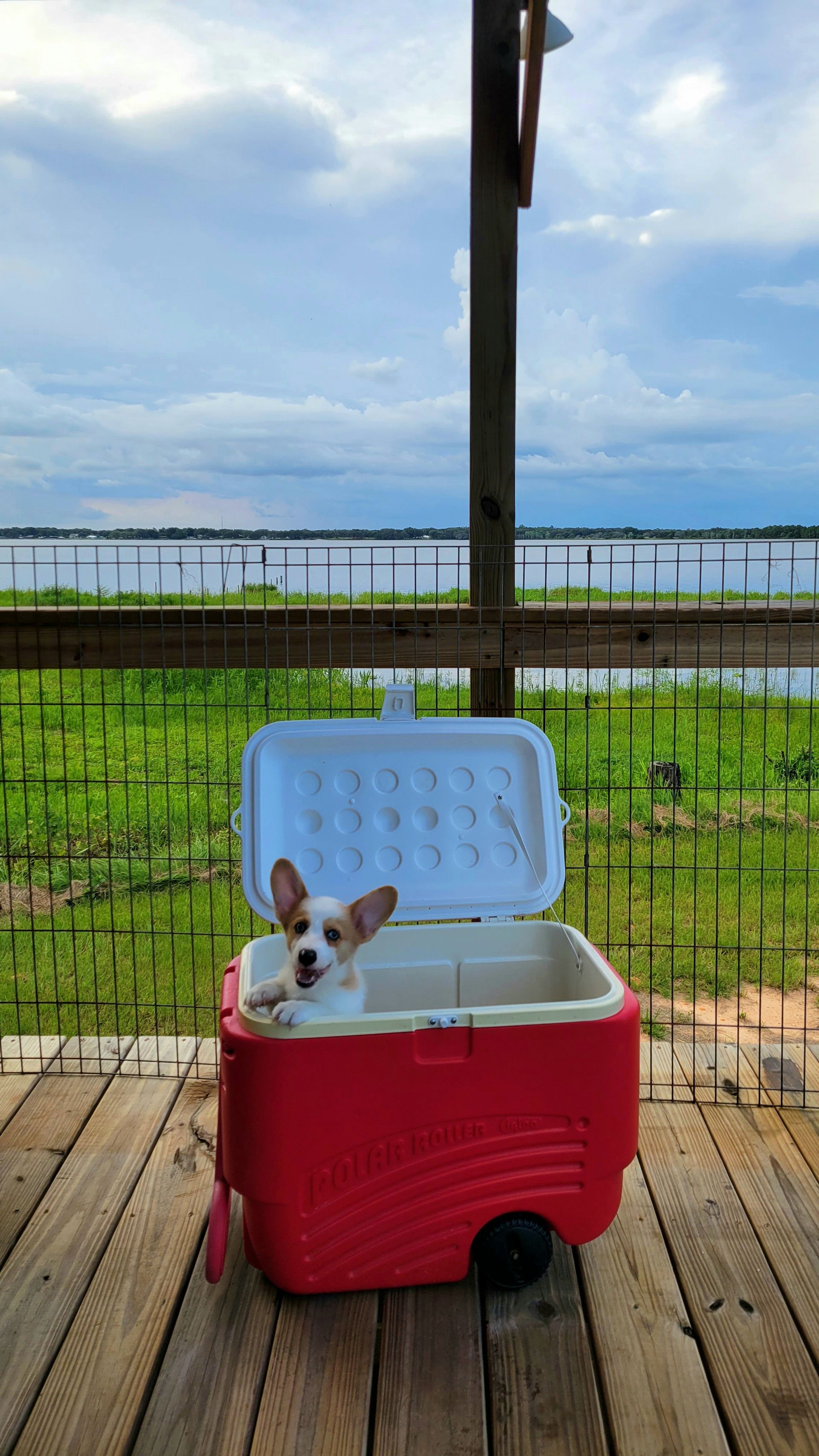 Baby Corgi — Clermont, FL — Buena Vista Dog Training
