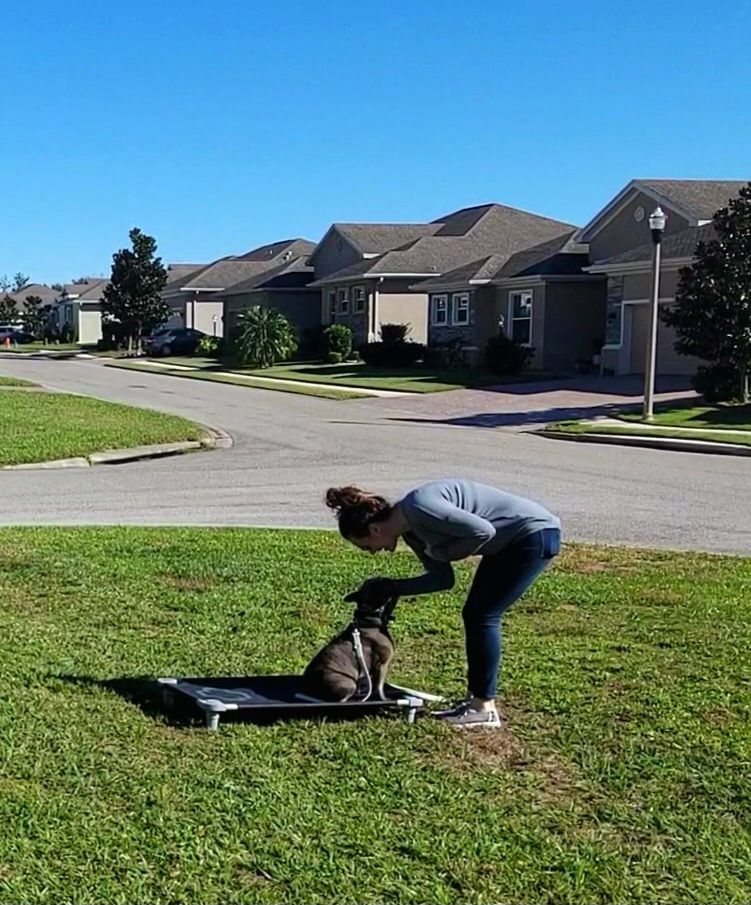 Puppy Training — Clermont, FL — Buena Vista Dog Training