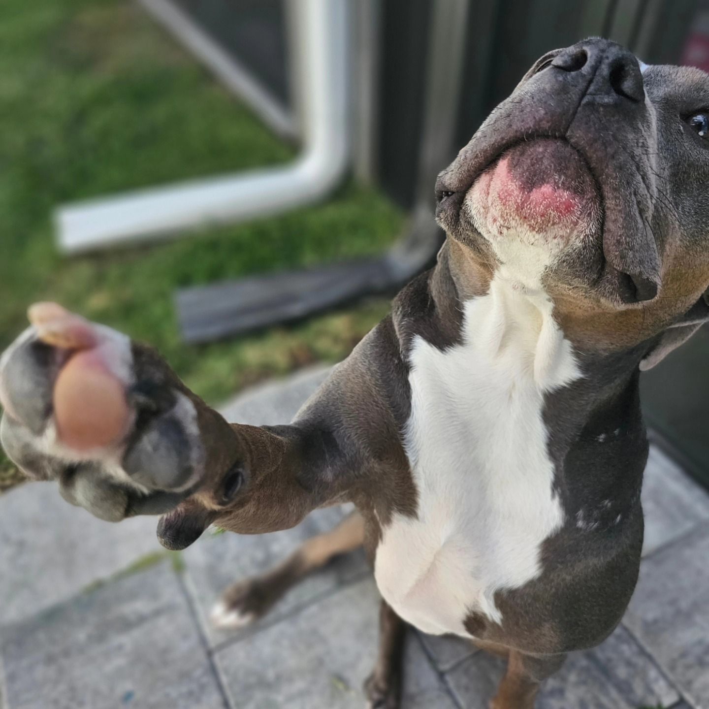 Big Dog — Clermont, FL — Buena Vista Dog Training