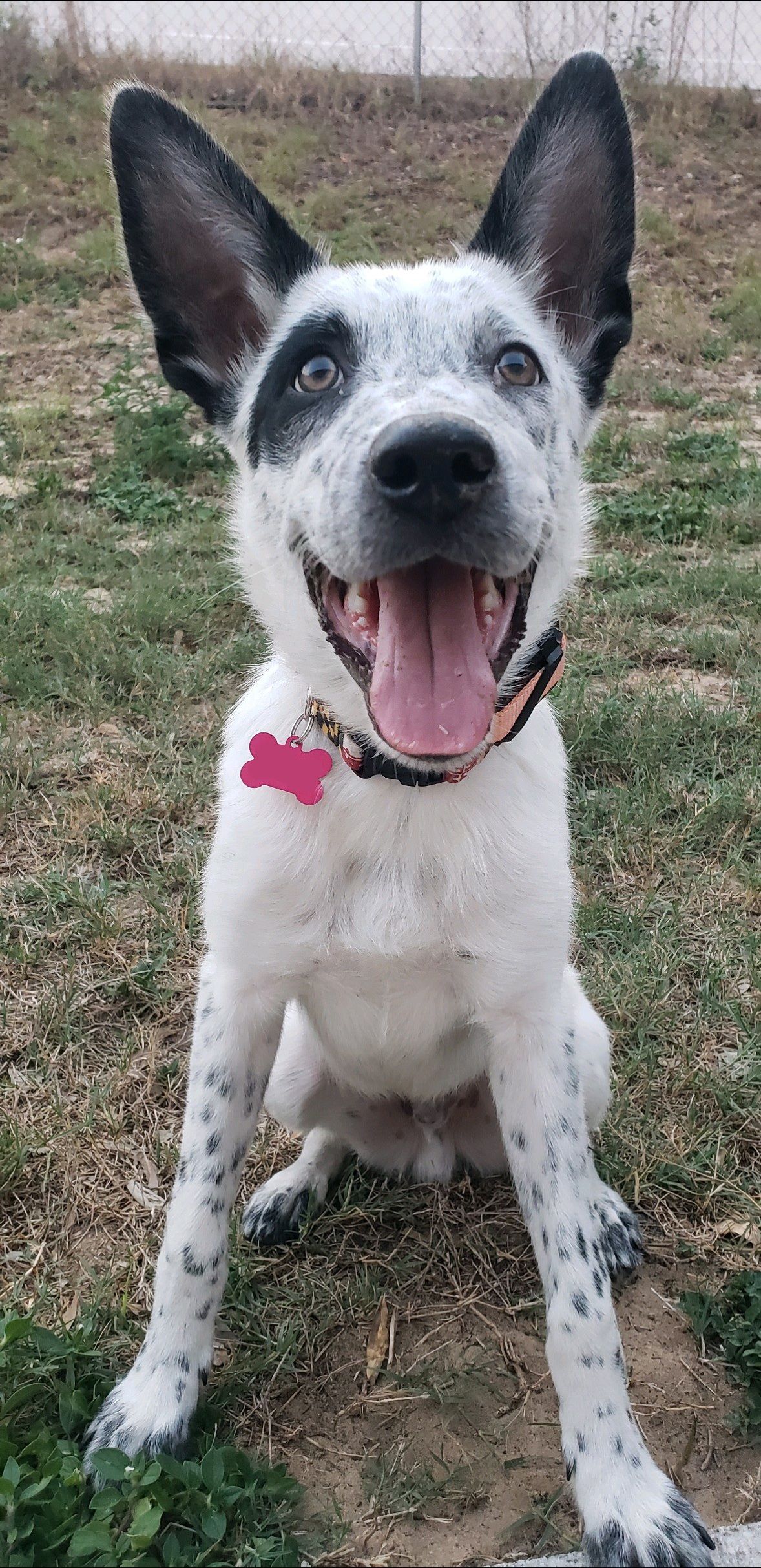 Black and White Dog — Clermont, FL — Buena Vista Dog Training