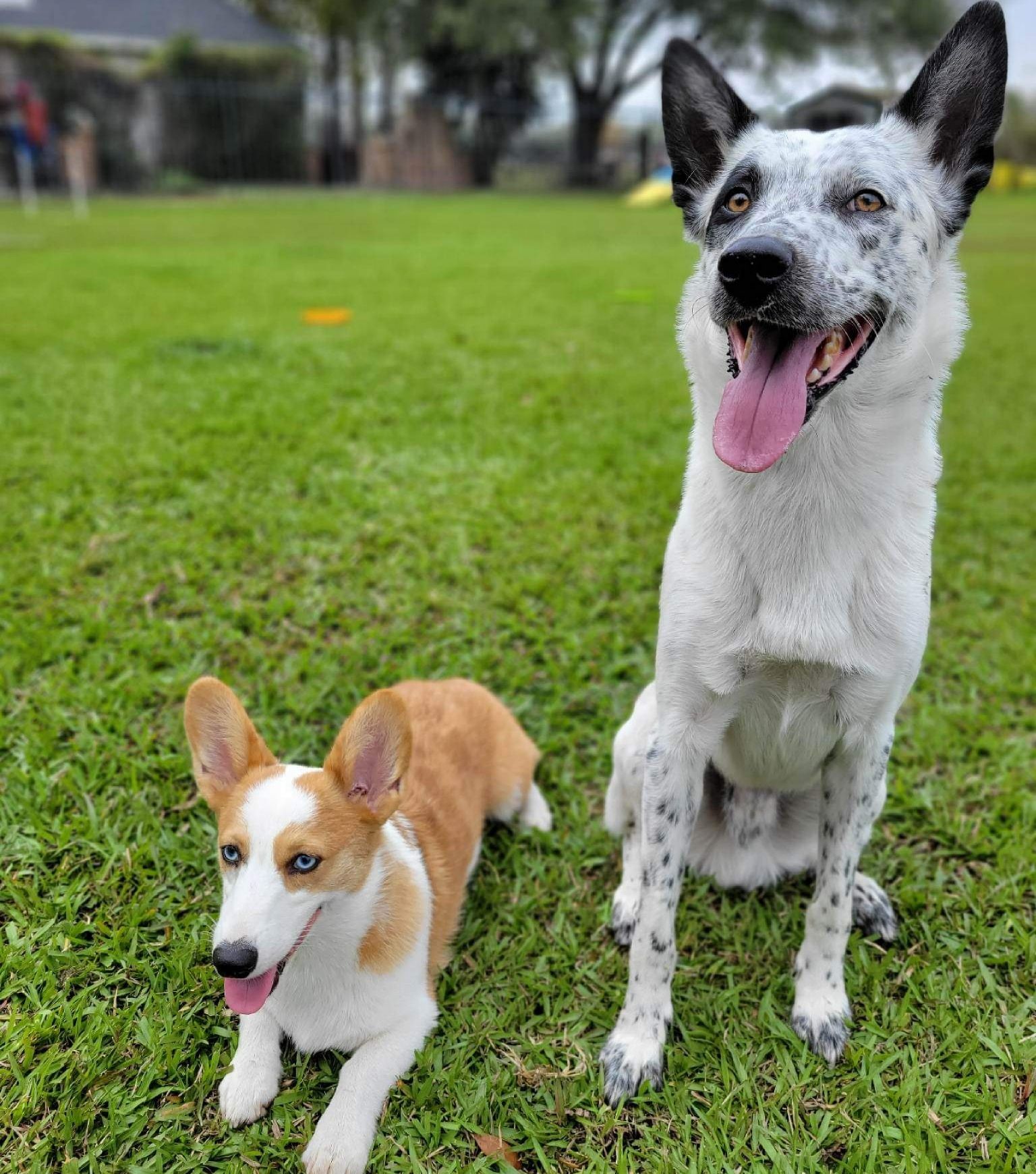 Two Cute Dogs — Clermont, FL — Buena Vista Dog Training
