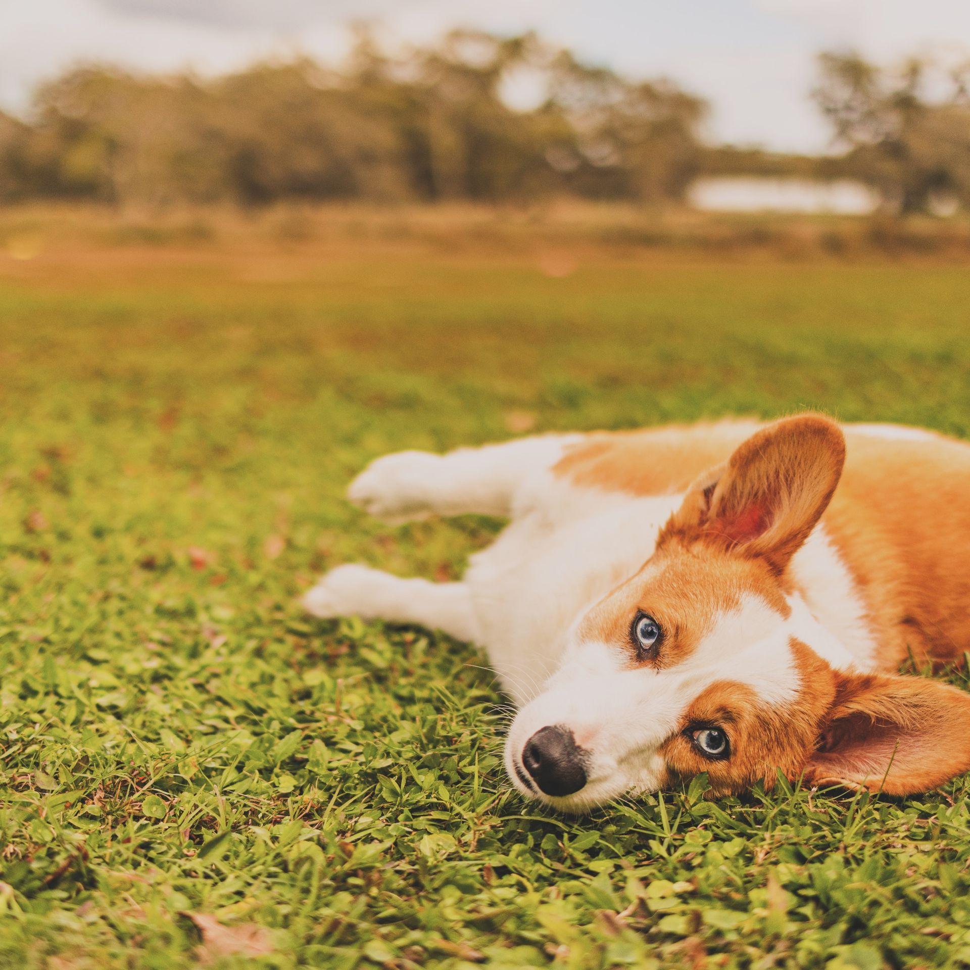 Corgi — Clermont, FL — Buena Vista Dog Training