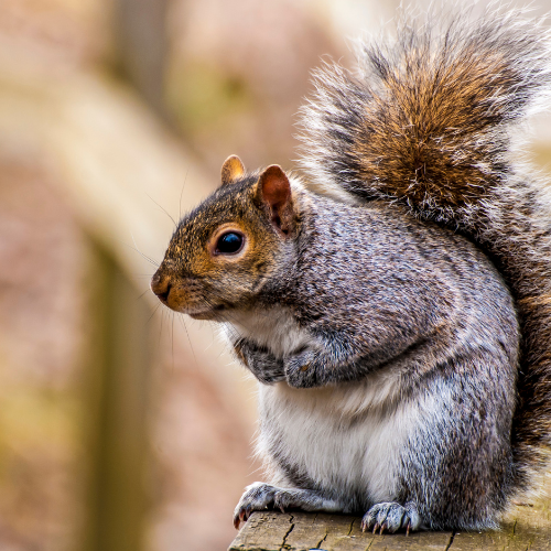 a squirrel is sitting on top of a wooden post .