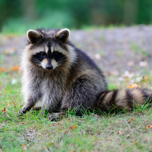 a raccoon is sitting in the grass looking at the camera .