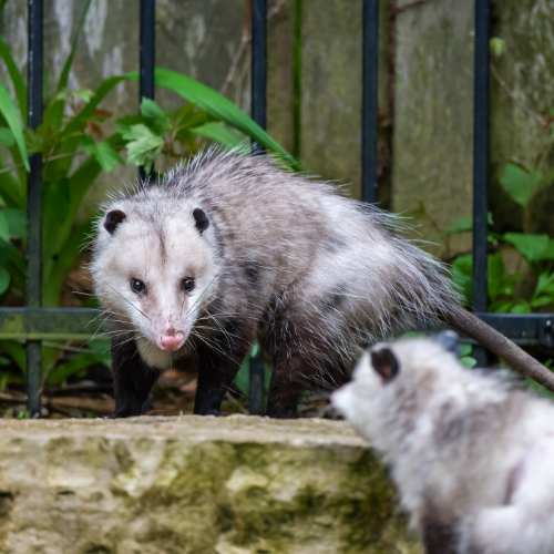 two opossums are standing next to each other in front of a fence .