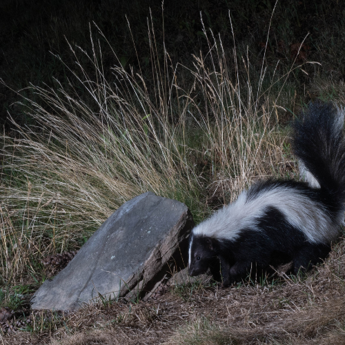 a black and white skunk standing next to a rock
