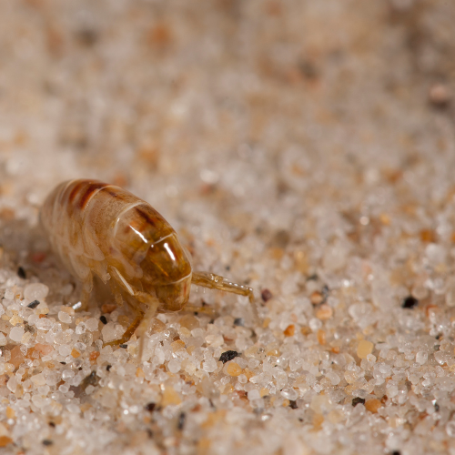 a flea is crawling on a pile of sand .