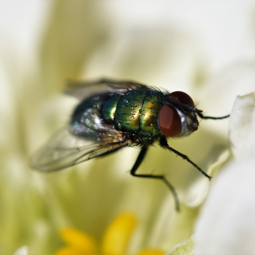 a close up of a fly on a flower