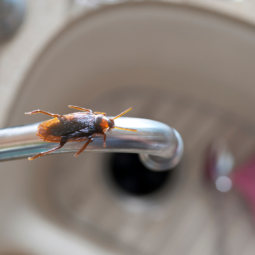 a cockroach is sitting on a faucet in a bathroom .