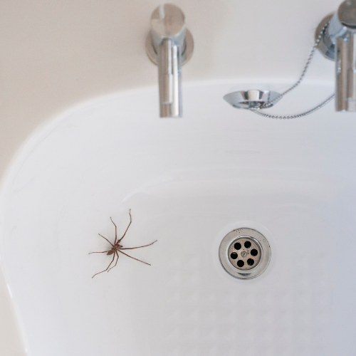 a spider is sitting on the edge of a bathtub