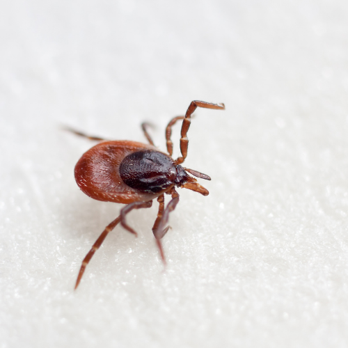 a close up of a tick on a white surface .