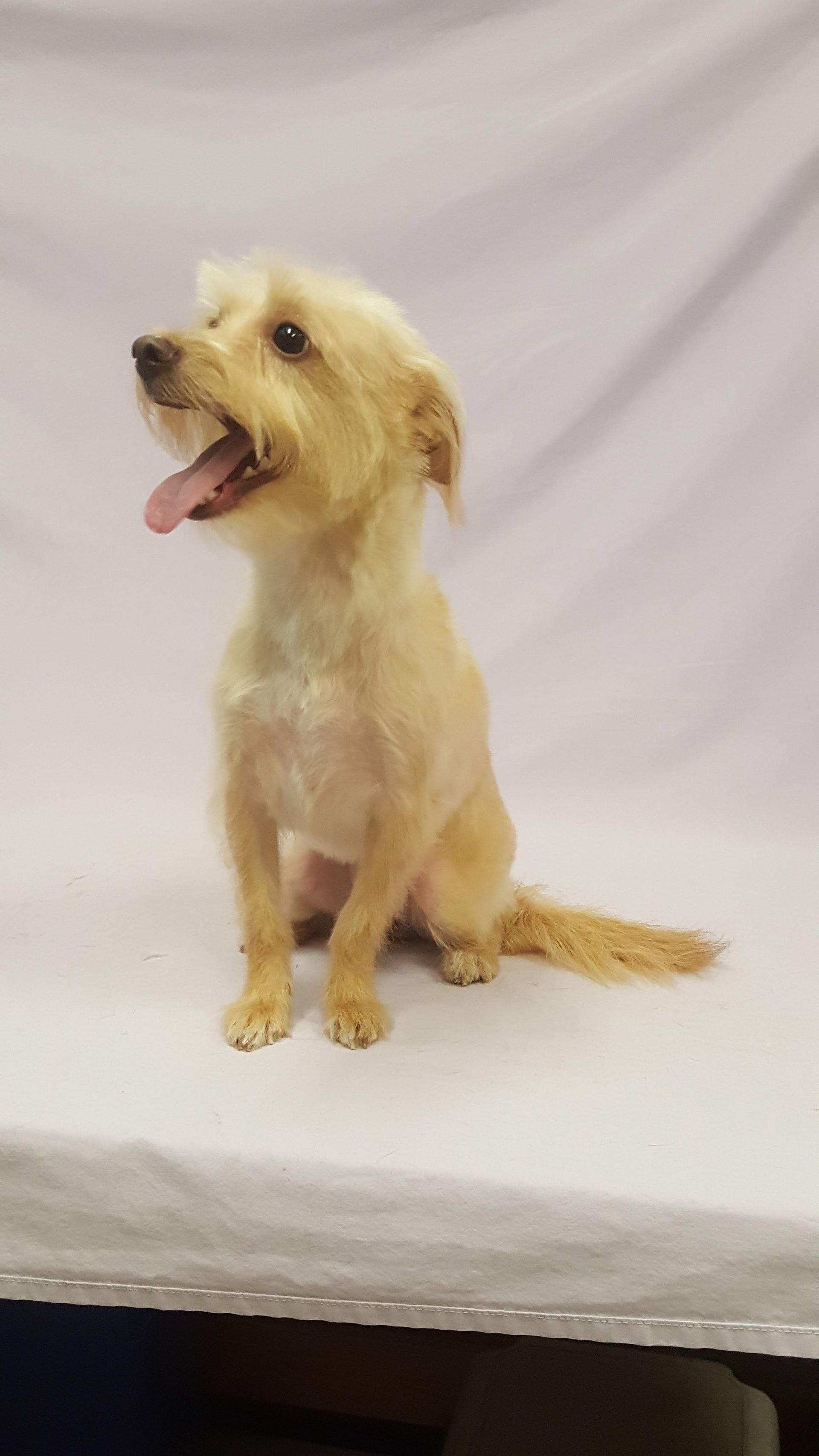 A small dog is sitting on a bed with its tongue hanging out.