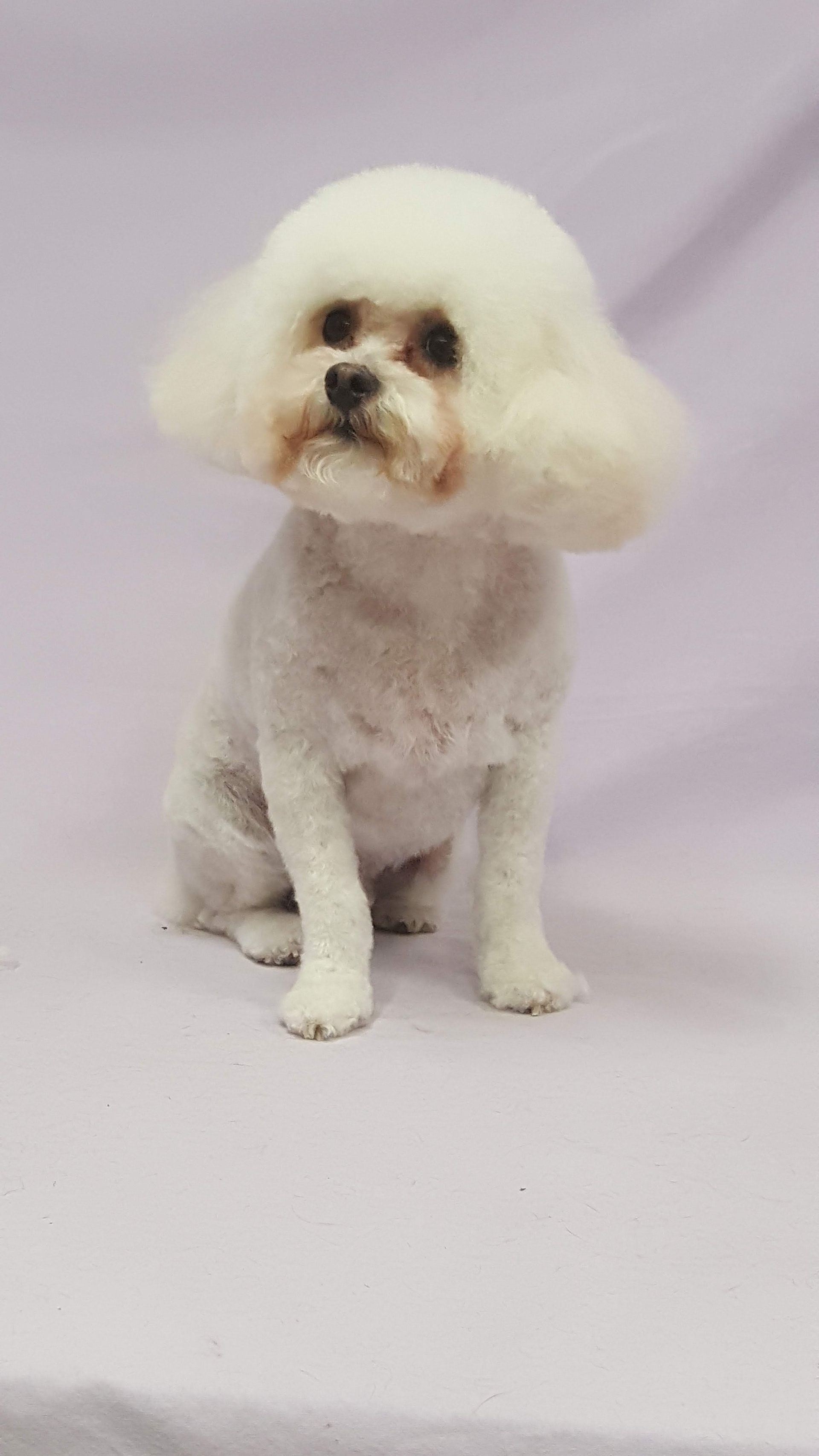 A small white poodle is sitting on a purple blanket.