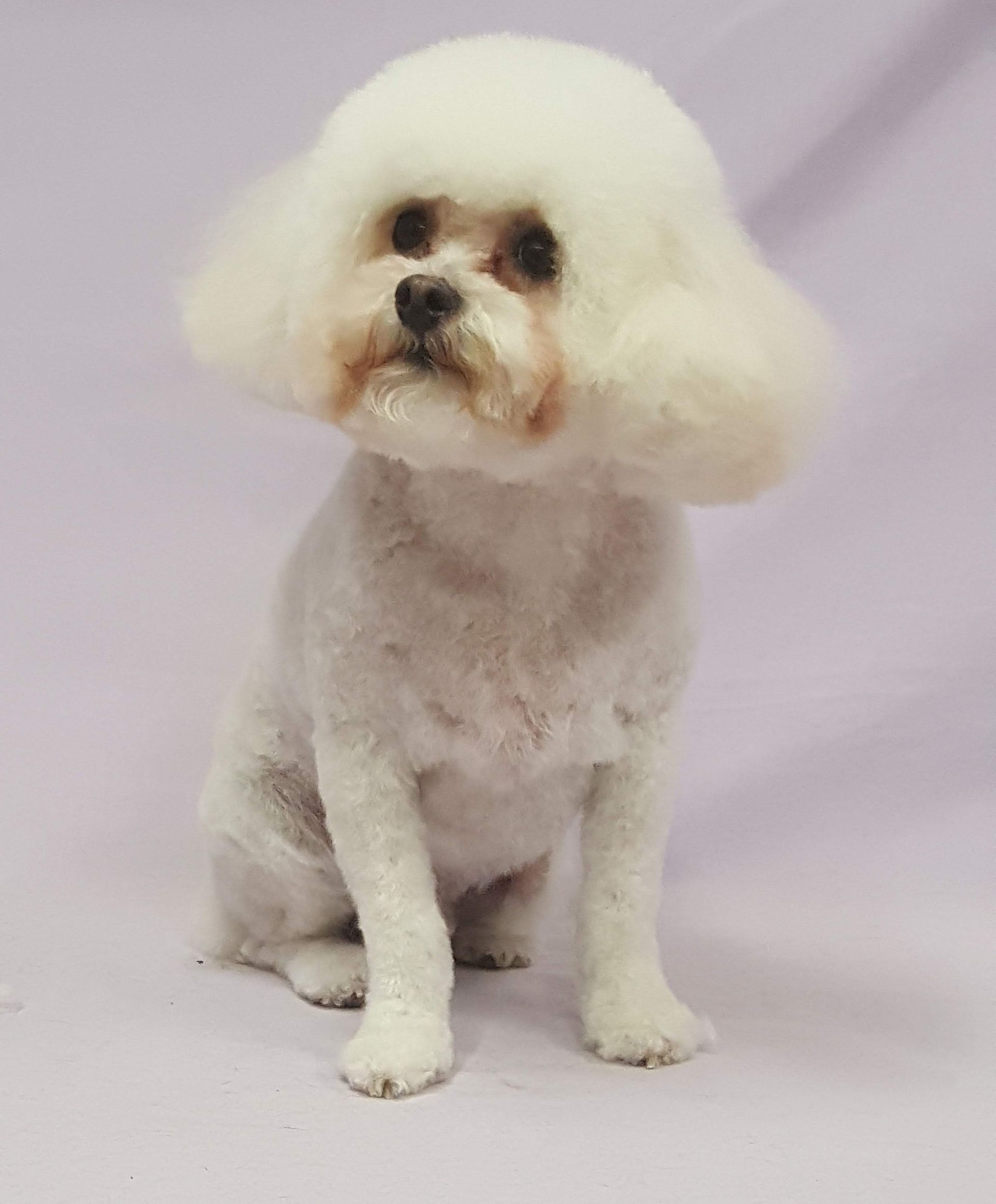 A small white poodle is sitting on a purple surface.