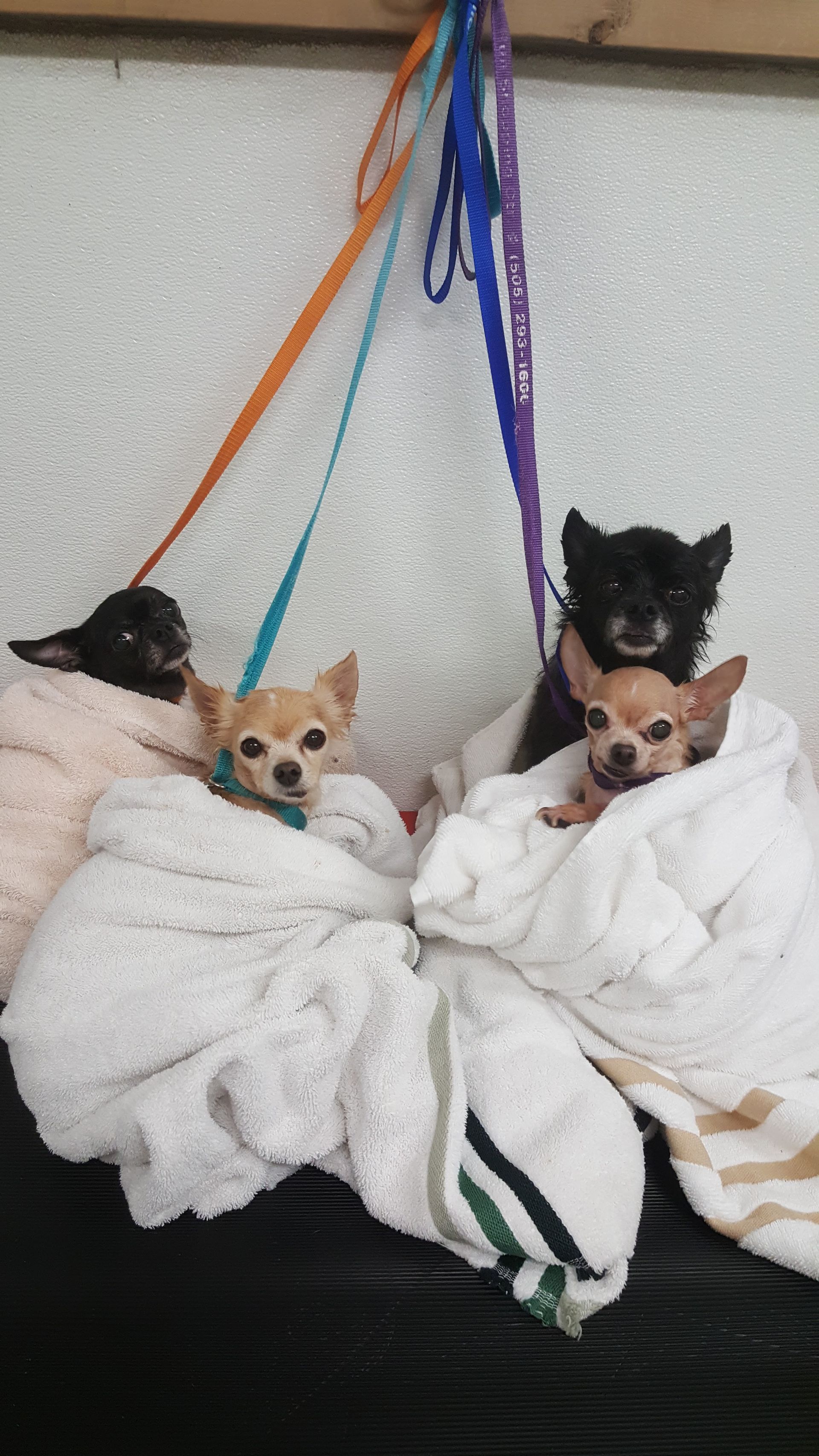 Three small dogs are wrapped in blankets and leashes.