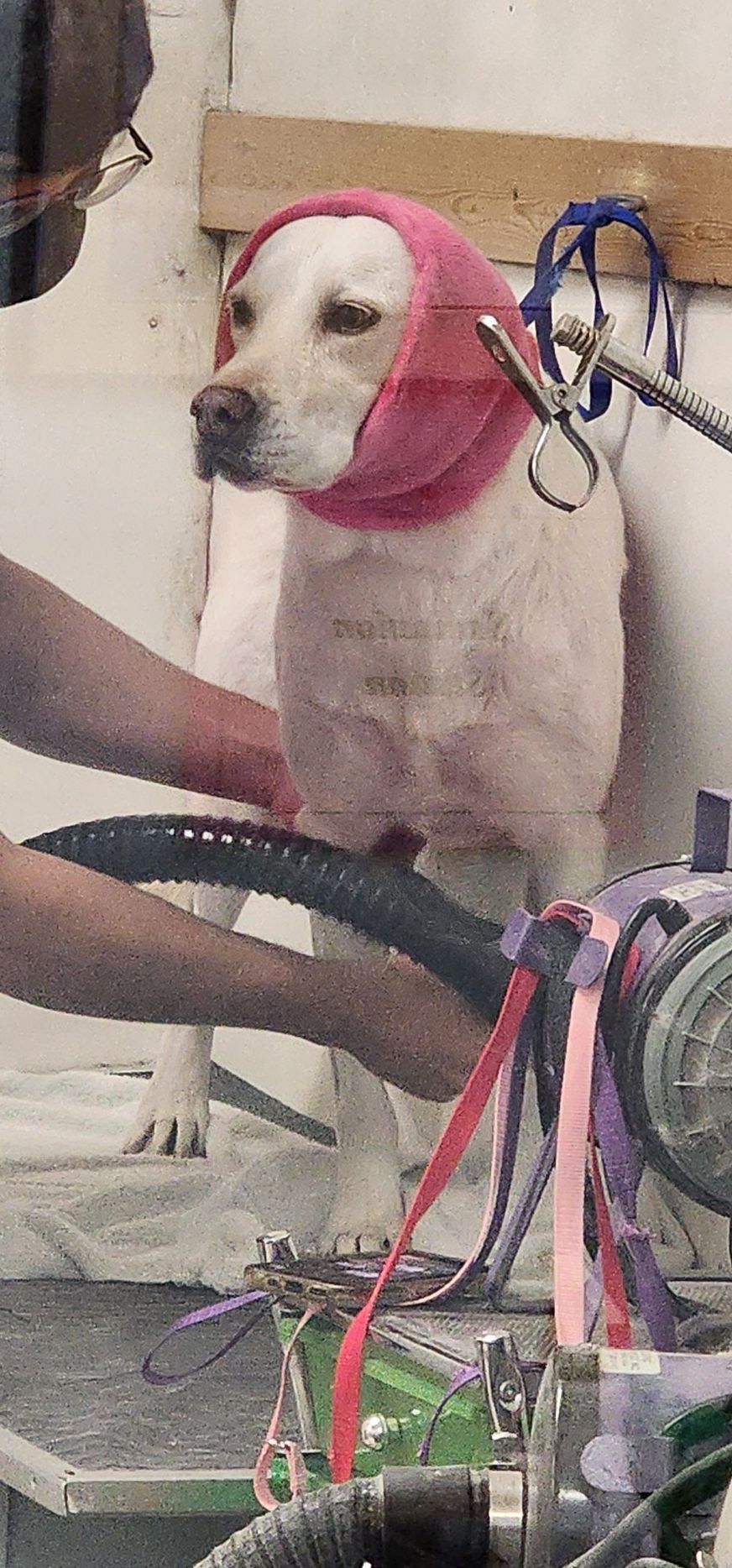 A white dog wearing a pink hat is being groomed by a person.