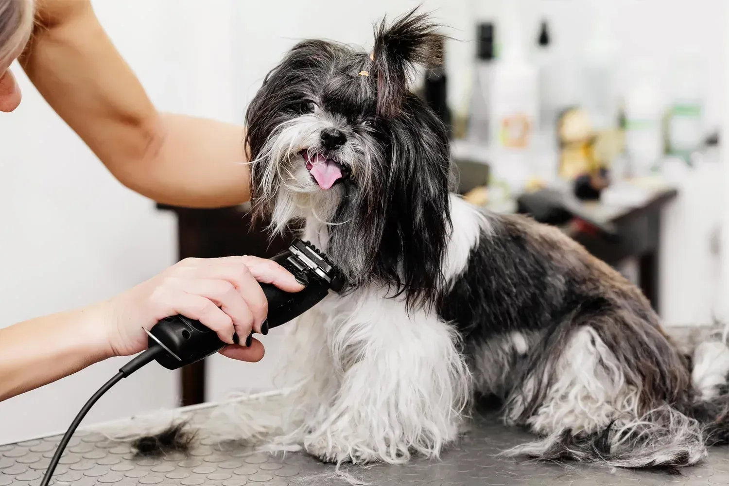 A woman is cutting a small black and white dog 's hair with a clipper.