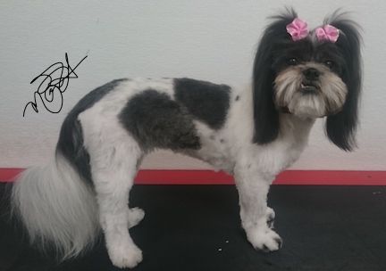 A black and white dog with a pink bow in its hair