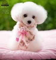 A small white poodle is sitting on a pink blanket.