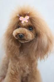 A brown poodle with a pink butterfly on its head.