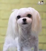 A small white dog with long hair is standing in front of a yellow brick wall.