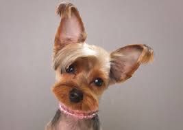 A small dog with a pink collar is looking at the camera.