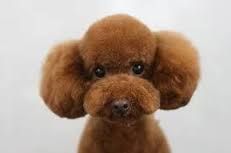 A close up of a brown poodle looking at the camera.