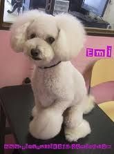 A white poodle is sitting on a chair in front of a mirror.