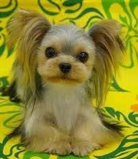 A small dog is sitting on a yellow and green blanket.