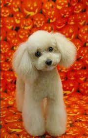 A white poodle is standing in front of a wall of pumpkins.