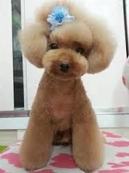 A brown poodle with a blue flower in its hair is sitting on a pink blanket.
