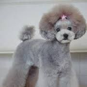 A small gray poodle with a pink bow on its head.