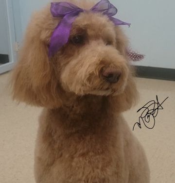 A brown poodle with a purple bow on its head is sitting on the floor.