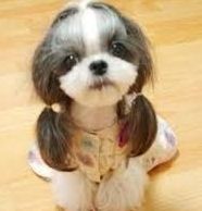 A small dog wearing a dress and pigtails is sitting on a wooden floor.