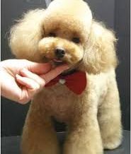 A small brown poodle wearing a red bow tie is being held by a person.