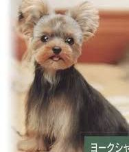 A yorkshire terrier is sitting on a bed and looking at the camera.