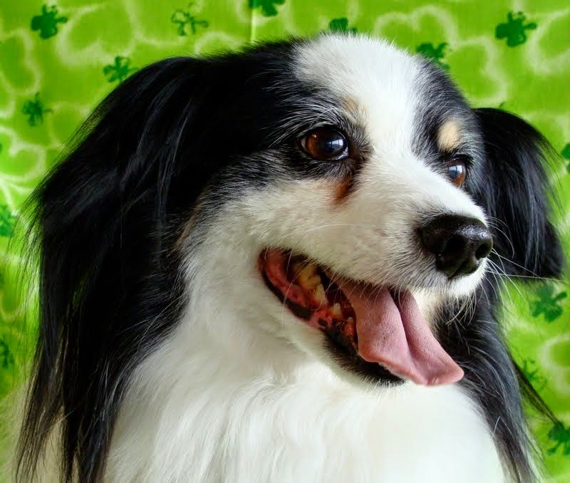 A black and white dog with its tongue out on a green background