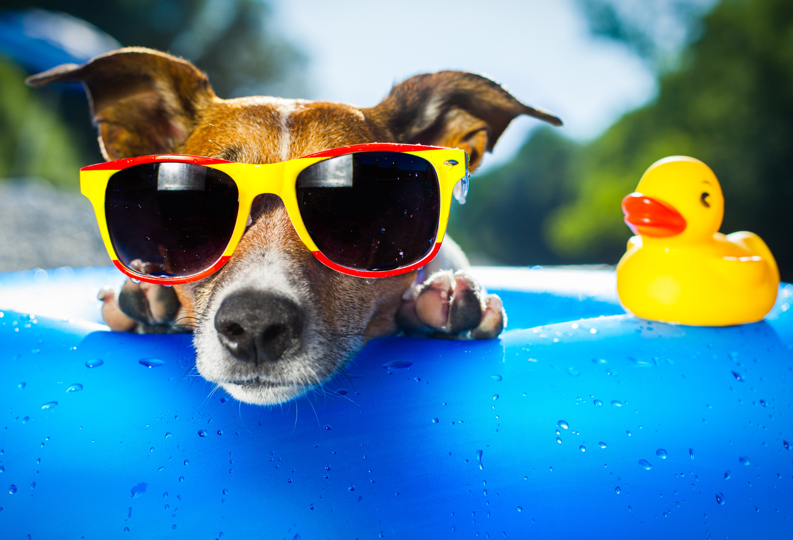 A dog wearing sunglasses is laying in a pool next to a yellow rubber duck.