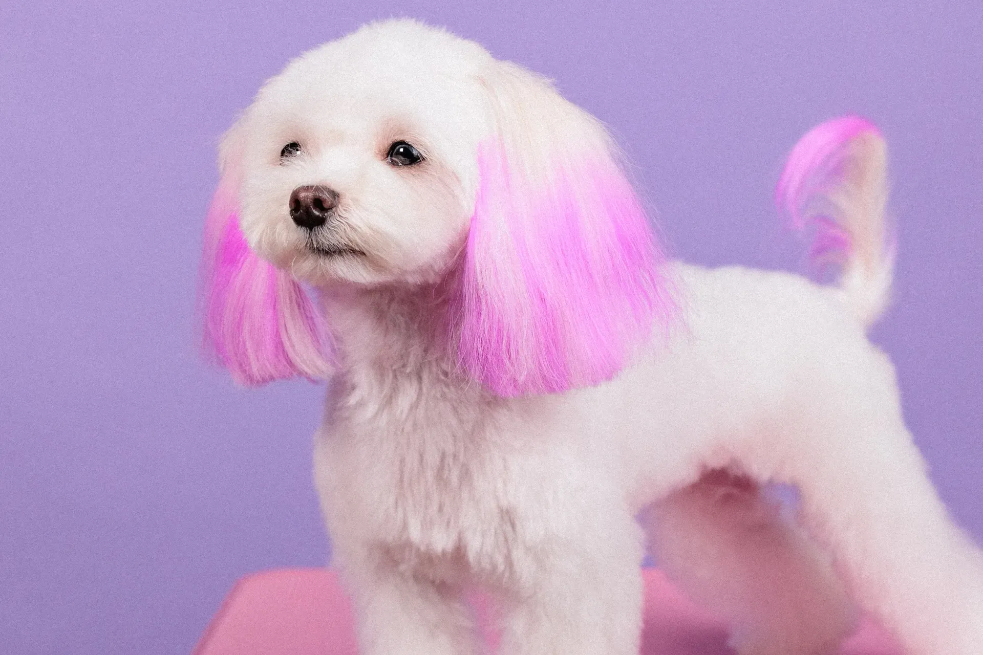 A white poodle with pink hair is standing on a pink surface.