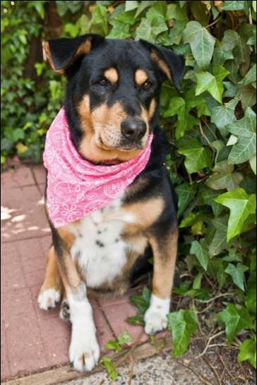 A black brown and white dog wearing a pink bandana